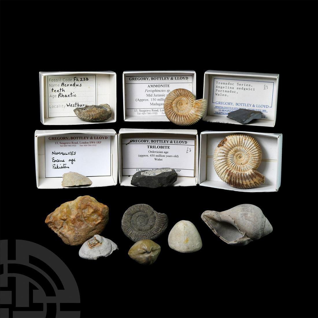 Historic Fossil Collection: Ordovician to Eocene Period, 450-36 million years B.P. A mixed group of fossils held in white card collector's trays, including examples accompanied by Gregory, Bottley & Lloyd and other labels readin