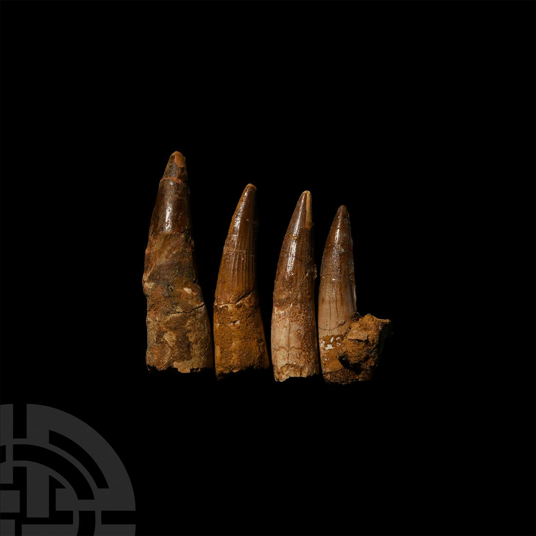 Spinosaurus Dinosaur Fossil Tooth Set: Cretaceous Period, c.110 million years B.P. A group of four fossil Spinosaurus maroccanus teeth; supplied in a cardboard specimen tray. 84 grams total, 62-78 mm (2 3/8 - 3 in.) From the Kem Kem region