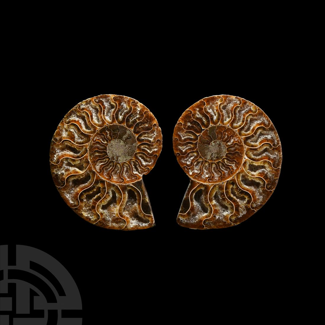 Cut and Polished Fossil Ammonite (1 of 1)