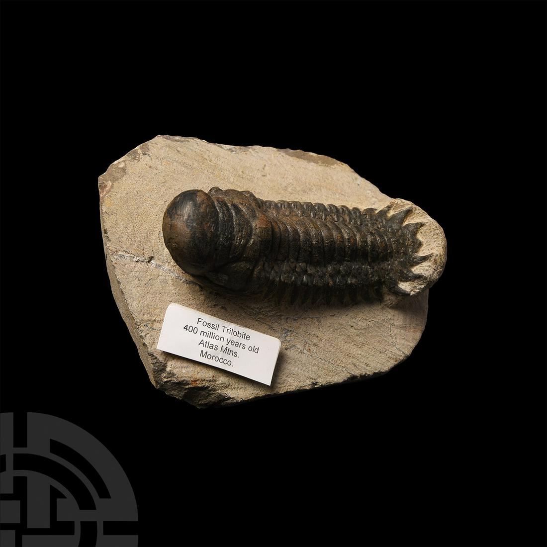 Fossil Trilobite in Matrix: Silurian Period, c.400 million years B.P. A fossil trilobite in matrix. 415 grams, 11.3 cm wide (4 1/2 in.) Atlas Mountains, Morocco, North Africa. Stone Treasures, Midlands, UK, 2016. Ian Wilkinson c