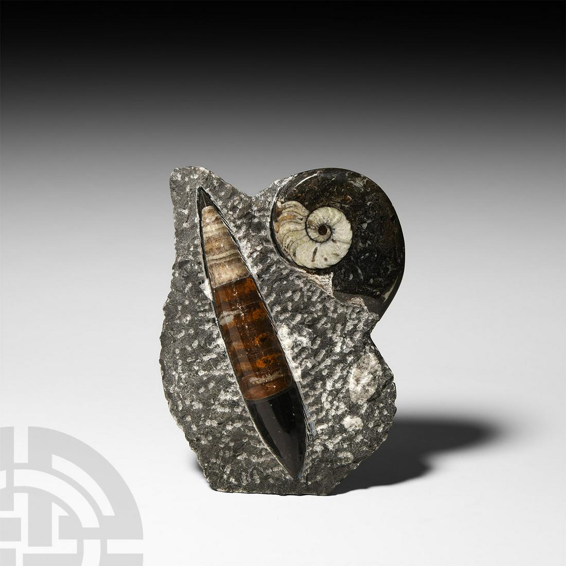 Fossil Orthoceras and Goniatite Display (1 of 1)