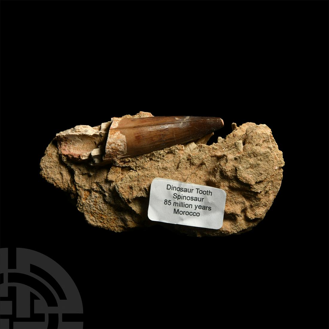 Large Spinosaurus Dinosaur Fossil Tooth in Matrix: Cretaceous Period, 125-113 million years B.P. A large Spinosaurus maroccanus dinosaur fossil tooth in matrix. 300 grams total, 12.9 cm (5 1/8 in.) From Morocco. Stone Treasures, Midlands, UK, 2017. Ia