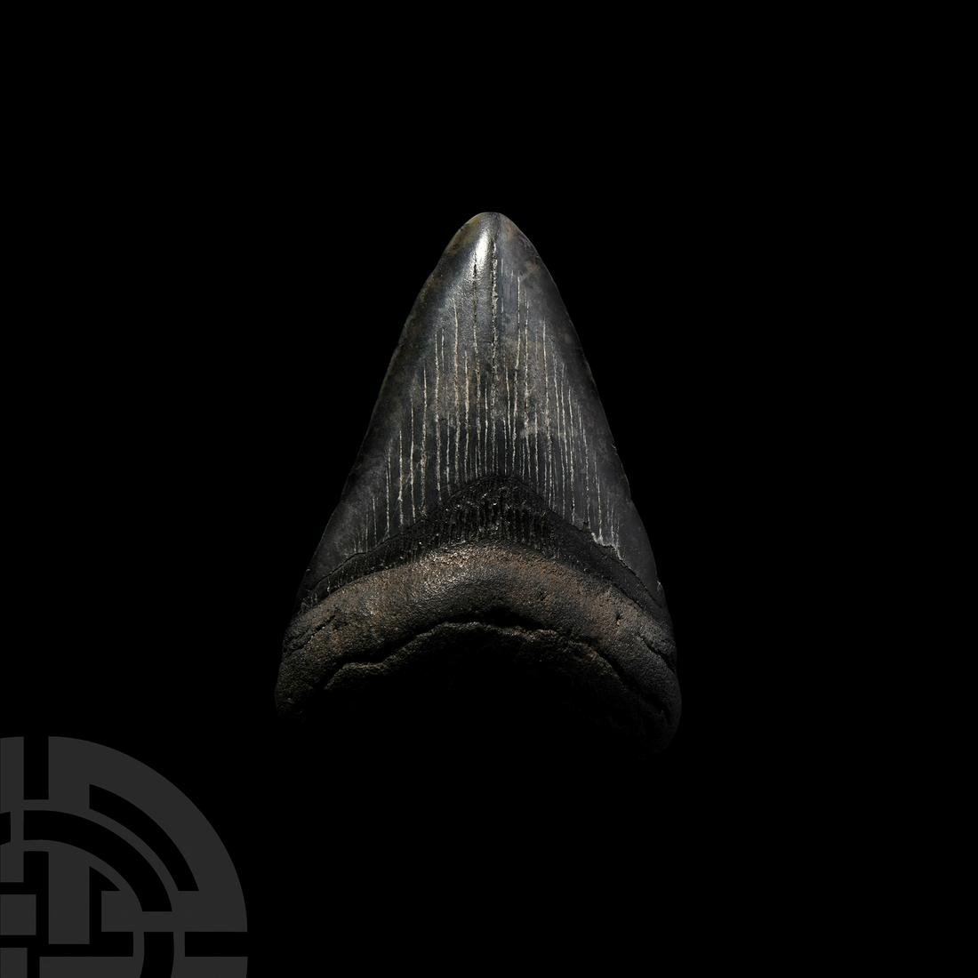 Megalodon Giant Shark Fossil Tooth: Miocene to Pliocene Period, 23-2.5 million years B.P. A good size Carcharocles megalodon shark tooth with preserved enamel; supplied in a white cardboard tray. 98 grams, 90 mm (3 1/2 in.) Lincolnshire