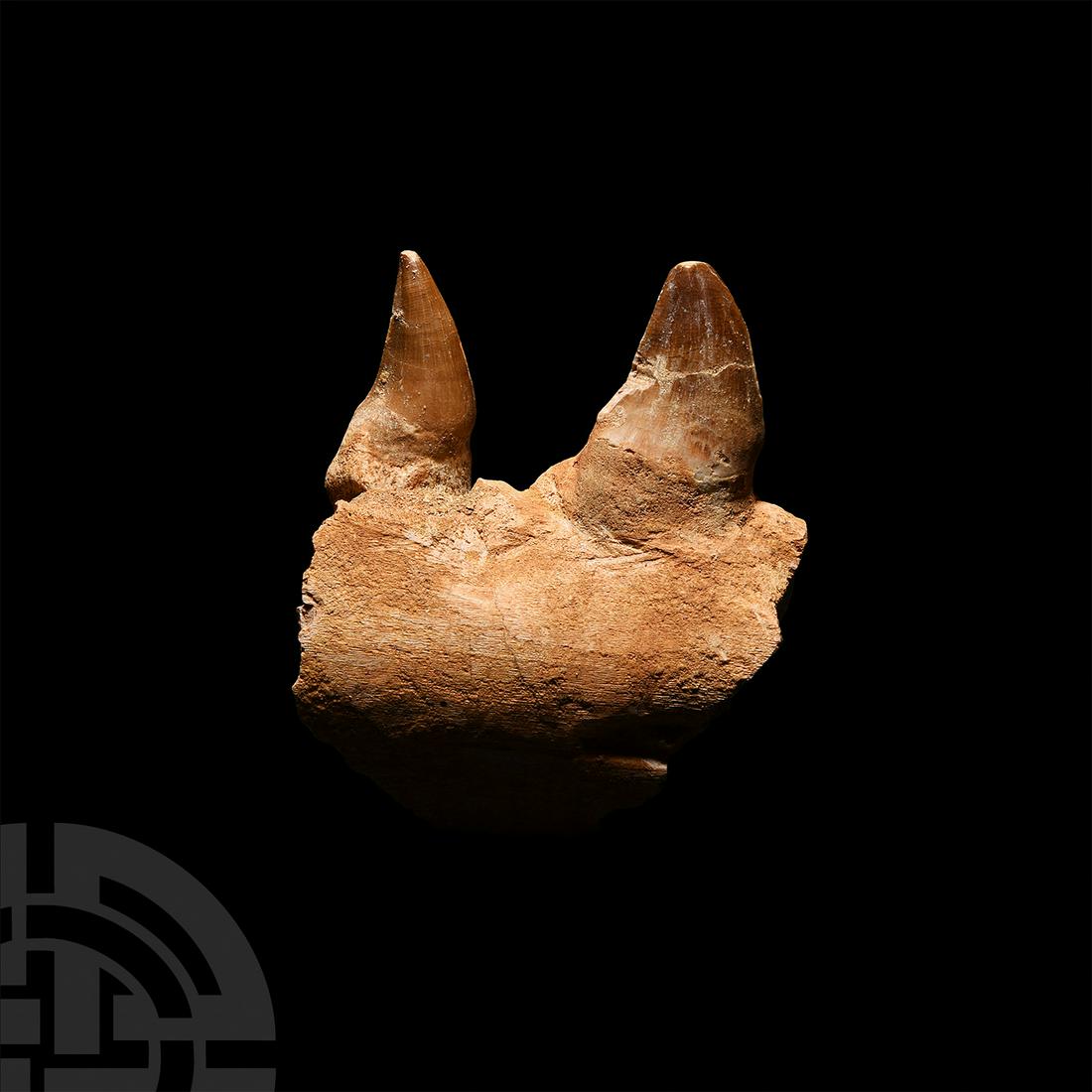 Mosasaur Fossil Jaw Section: Cretaceous Period, 145-65 million years B.P. A lower jaw section displaying two teeth from the Mosasaur Prognathodon sp.; held in a white card collector's tray. 150 grams, 10 cm height (151 grams tota