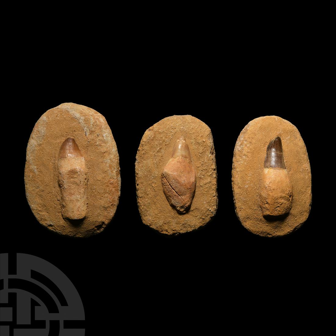 Fossil Mosasaur 'Marine Dinosaur' Teeth with Roots in Matrix Group: Cretaceous Period, 145-65 million years B.P. A trio of mosasaur Prognathodon sp. fossil teeth, each complete with tooth root and set in an oval matrix. 1.16 kg total, 12.1-13 cm (4 3/4 - 5 1/7 in.). F