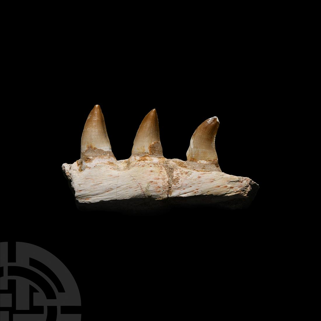 Mosasaur Fossil Jaw Section: Cretaceous Period, 145-65 million years B.P. A lower jaw section displaying three teeth from the Mosasaur Prognathodon sp.; held in a white card collector's tray. 192 grams, 12 cm (211 grams total, 14