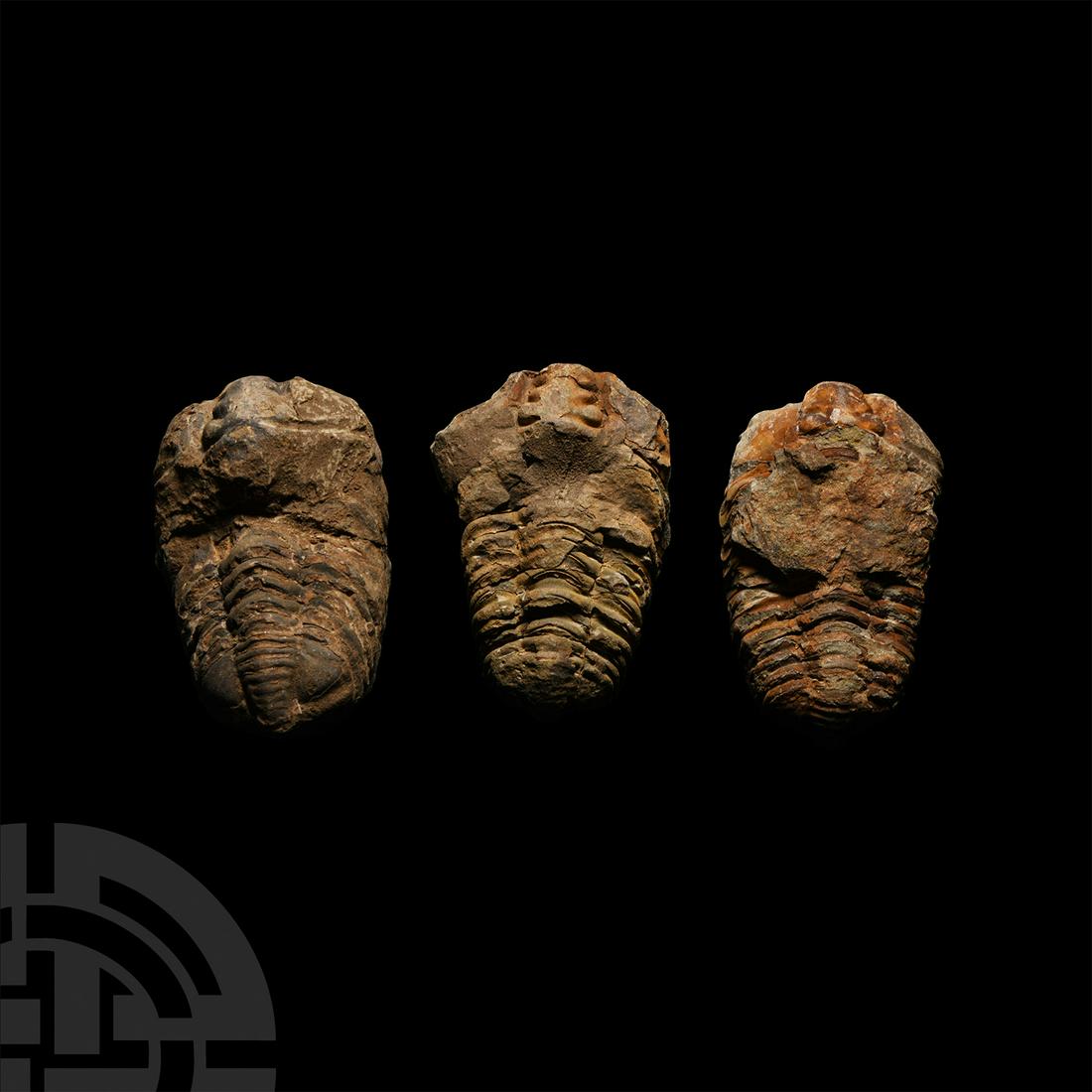 Diacalymene Fossil Trilobite Group (1 of 1)