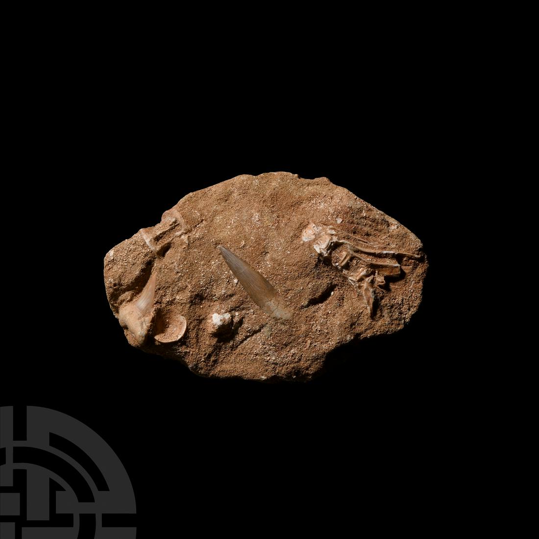 Fossil Spinosaurus Dinosaur and Otodus Tooth and Fish Vertebrae in a Matrix: Cretaceous-Eocene Period, 145-58 million years B.P. A mixed group of fossil dinosaur teeth in a matrix, comprising specimens from Spinosaurs maroccanus, Otodus obliquus with cusplet teeth to the sides