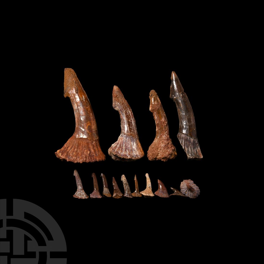 Onchopristis Giant Sawfish Fossil Tooth Group: Cretaceous Period, 145-66 million years B.P. A mixed group of 14 Onchopristis numidus giant sawfish teeth; held in a white card collector's tray. 0.3-19.9 grams, 6-67 mm long (59 grams total, 90 x 62 