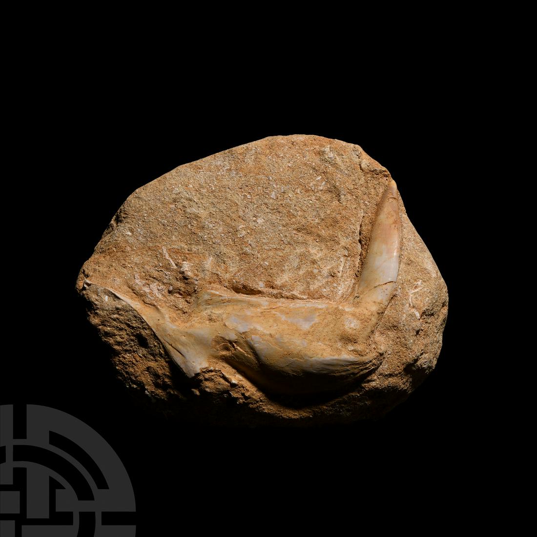 Fossil Enchodus Tooth on Rock: Cretaceous Period, 145-65 million years B.P. A fossil Enchodus sp. ray-finned fish tooth in an oval-shaped sandstone matrix. 590 grams, 13.1 cm (5 1/8 in.). From a Cambridgeshire, UK, collection. Ench