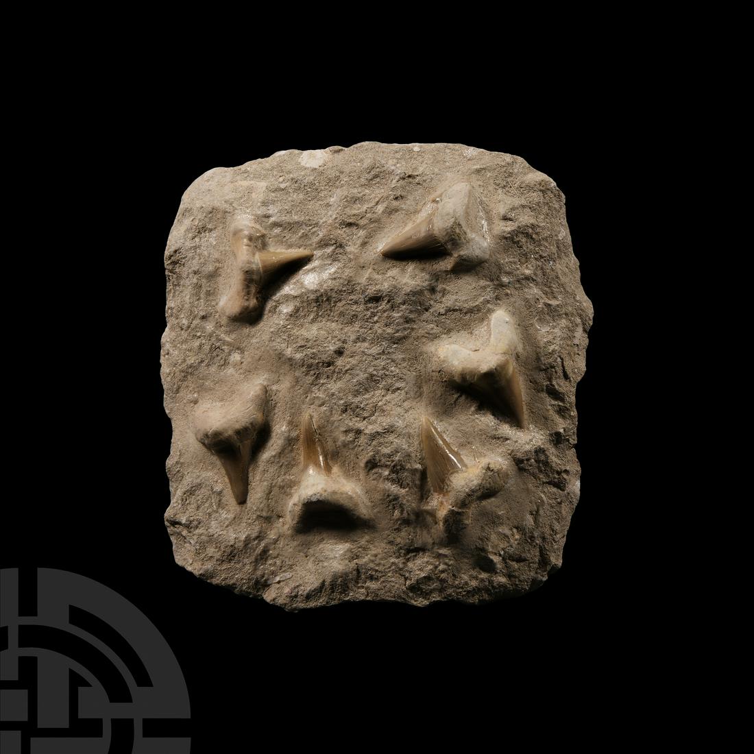 Large Otodus Shark Fossil Tooth Block: Palaeocene Period, 50 million years B.P. A large block of phosphate limestone matrix, set with six Otodus shark teeth. 1.94 kg, 17 cm (6 3/4 in.). From Morocco. Private Shropshire, UK collection. [No