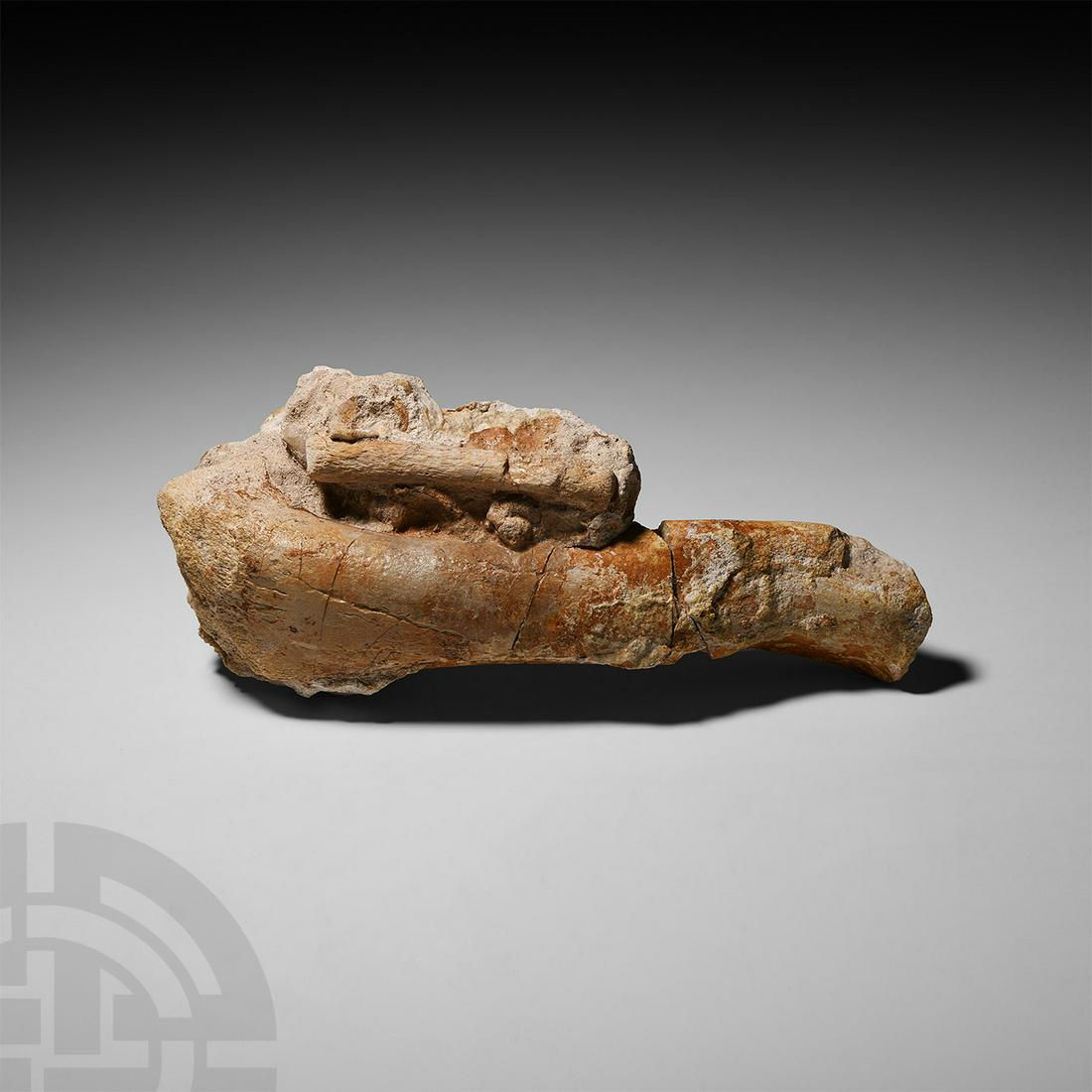 Deltadromeus Dinosaur Leg and Rib Bones: Cretaceous Period, circa 90 million years B.P. A fossil front leg bone and rib sections from the Deltadromeus agilis dinosaur, in a matrix. 1.1 kg, 23.5 cm long (9 1/3 in.). From the Kem-Kem Basin, Mo