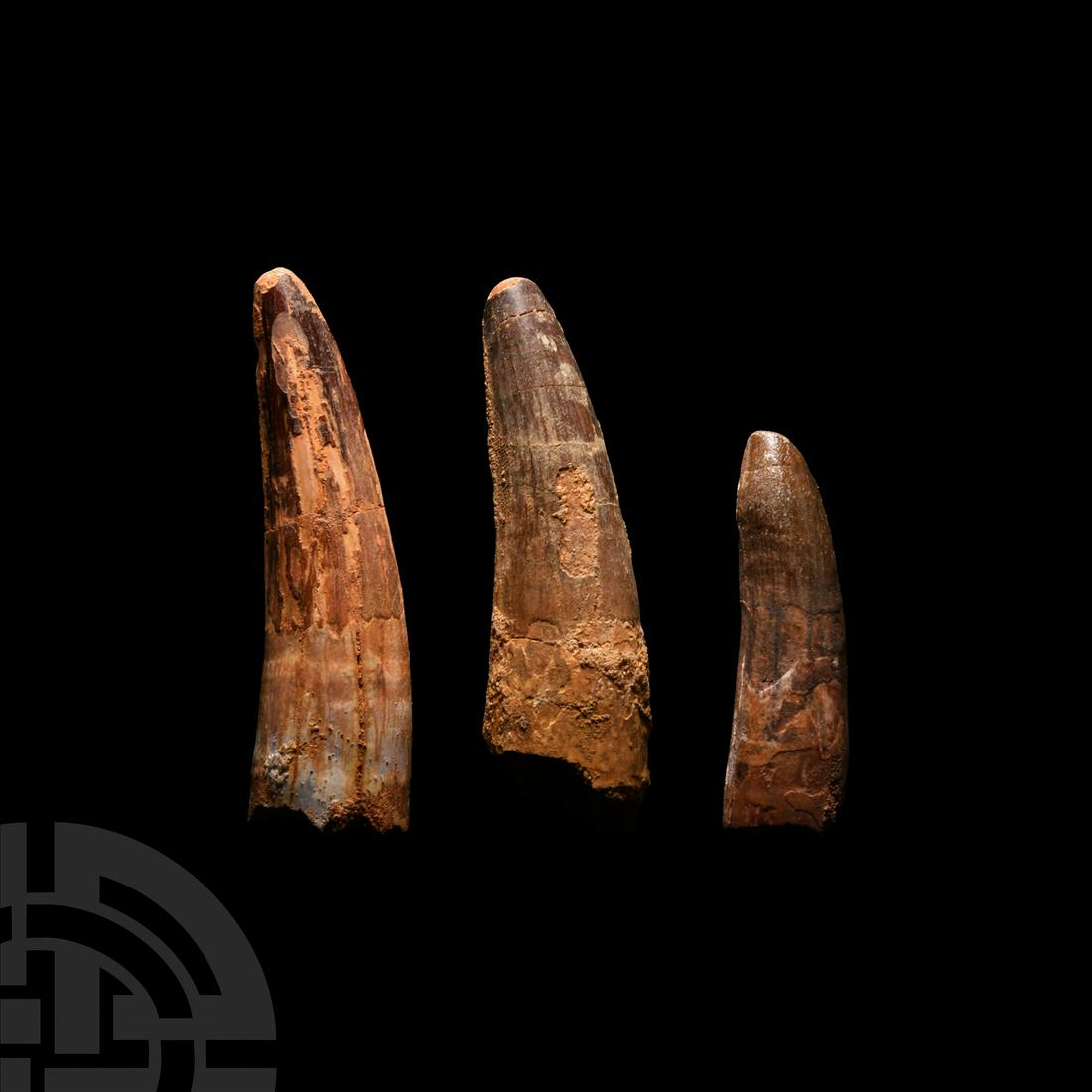 Fossil Spinosaurus Dinosaur Tooth Group: Cretaceous Period, 125-113 million years B.P. A mixed group of three Spinosaurs maroccanus fossil teeth with remains of enamelling; held in white card collector's trays. 90 grams total, 36-77 mm (1 3/