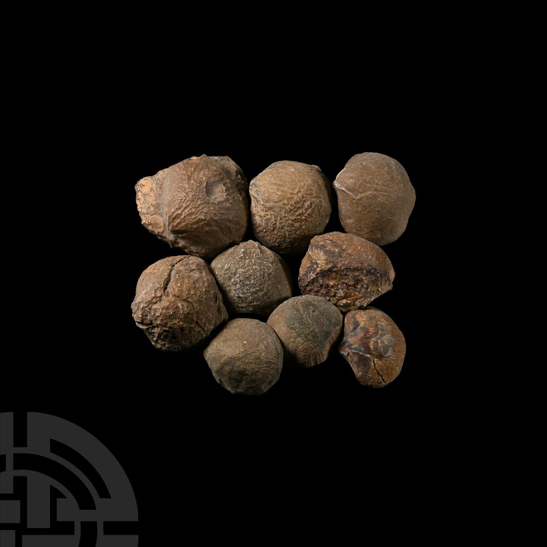 Natural Brachiopod Group: Devonian Period, 400 million years B.P. A group lot of natural brachiopods, preserved in limestone, showing good surface detail. 360 grams total, 33-48 mm (1 1/4 - 1 7/8 in.). From Morocco, North Afri