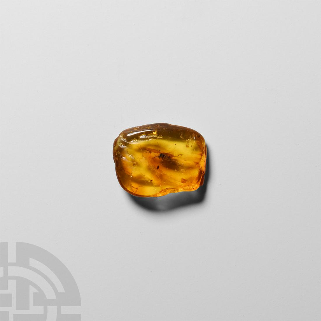 Natural History Polished Baltic Amber with Insect (1 of 1)
