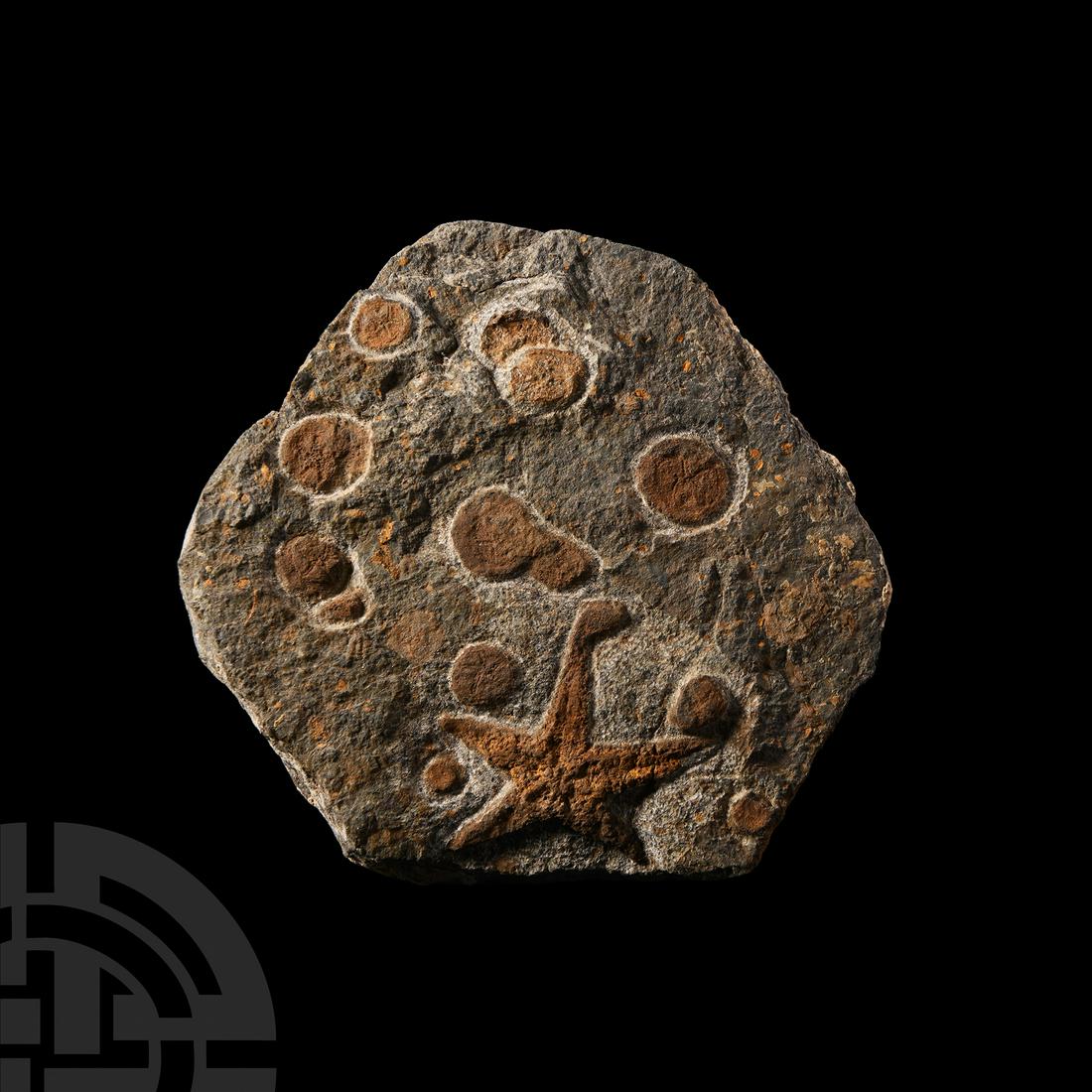 Fossil Starfish and Edrioasteroids (1 of 1)