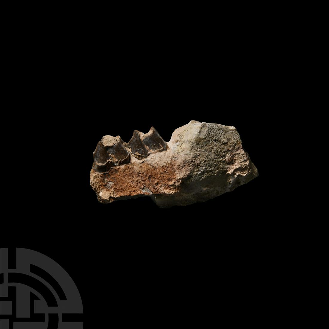 Fossil Oreodont Jaw Section (1 of 1)