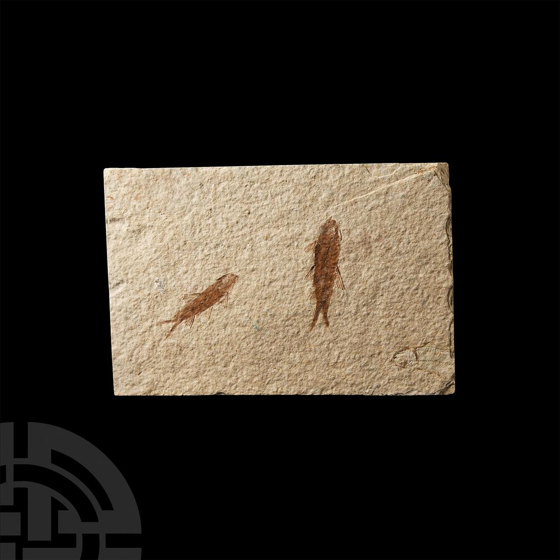 Knightia Fossil Fish (1 of 1)