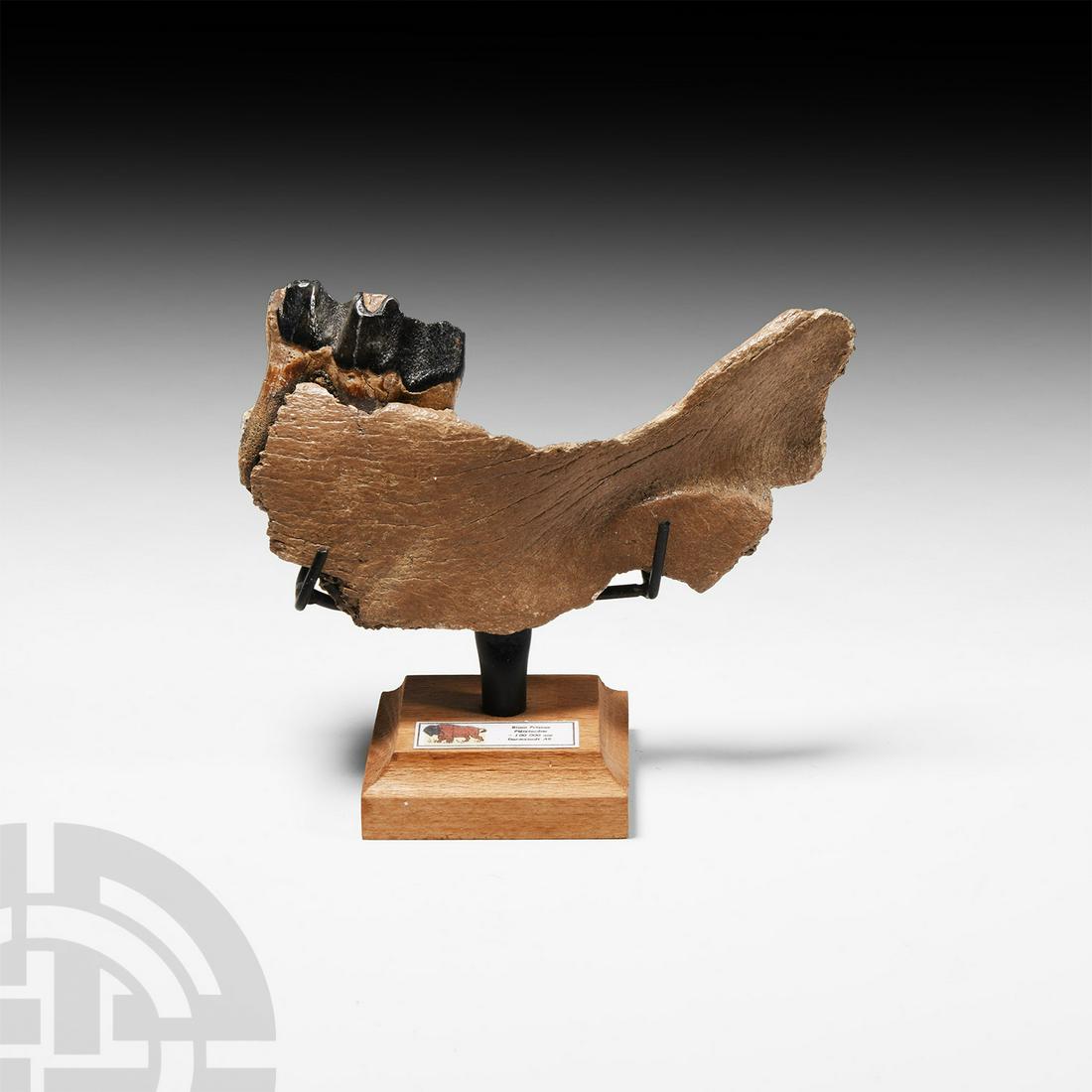 Bison Jaw Fragment (1 of 1)