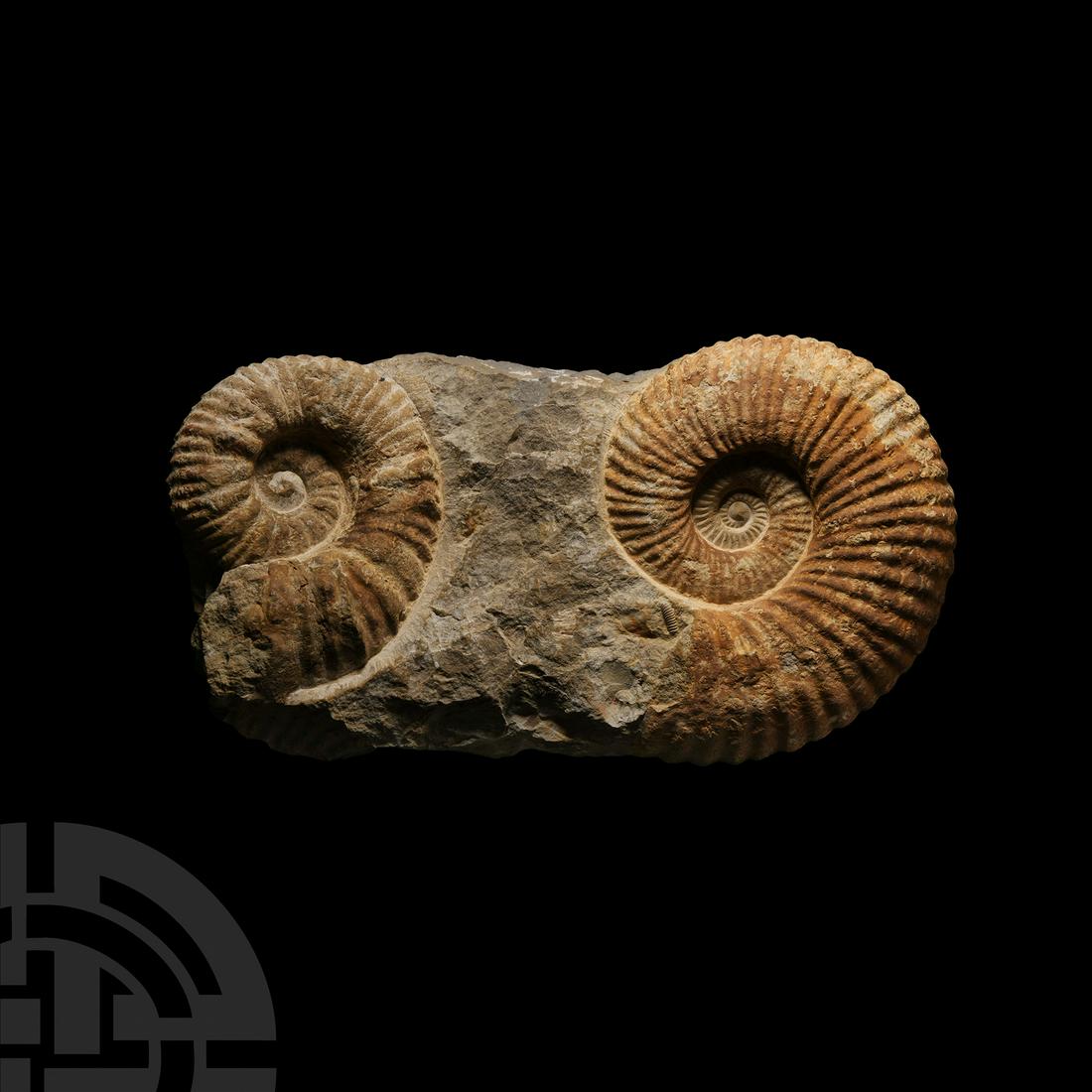 Large Double Agadir Fossil Ammonite (1 of 1)