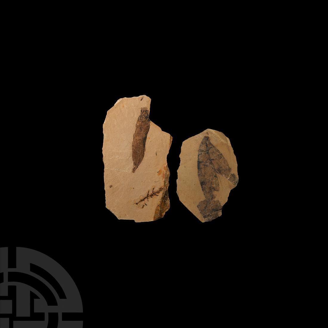 Fossil Redwood Leaves (1 of 1)