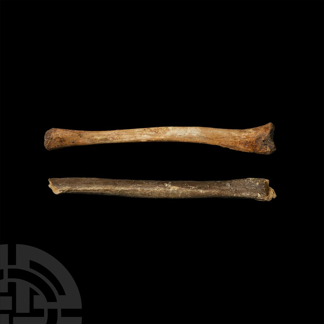 Fossil Wading Bird Leg Bone Group: Pleistocene Period, circa 2 million years B.P. Two fossil leg bones from wading birds. 57 grams total, 16.5 cm each (6 1/2 in.). From Polk County. Florida, U.S.A. Acquired 1950s-1960s. From an old Bri