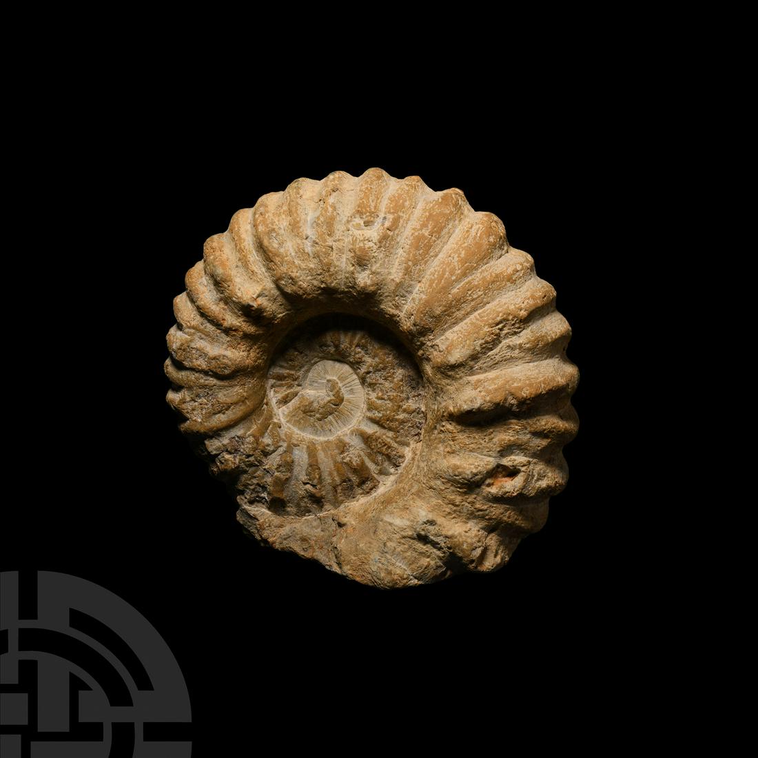 Large White Fossil Ammonite (1 of 1)