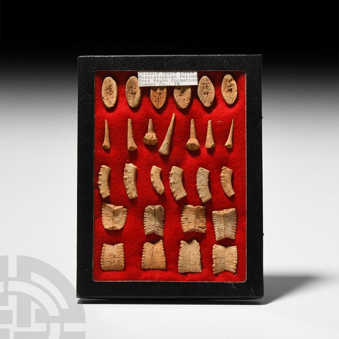 Fossil Crinoid Parts (1 of 1)