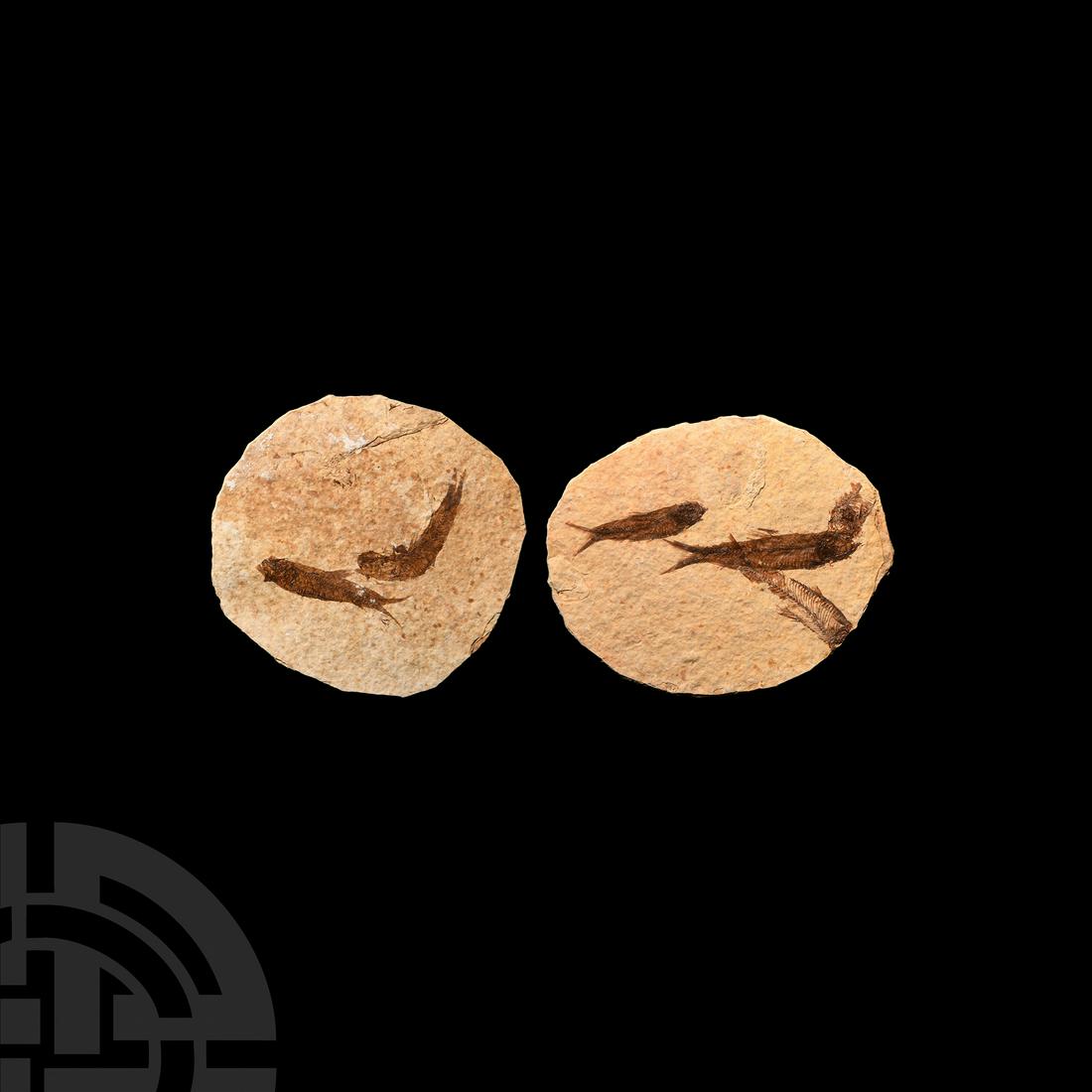 Fossil Multi Fish Plate Group (1 of 1)