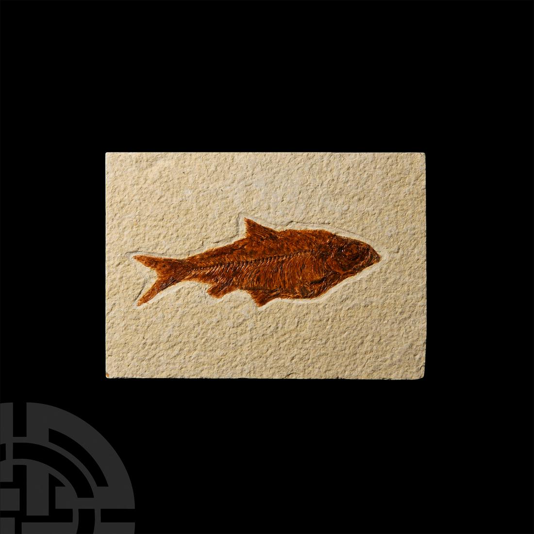 Fossil Diplomystus Fish (1 of 1)