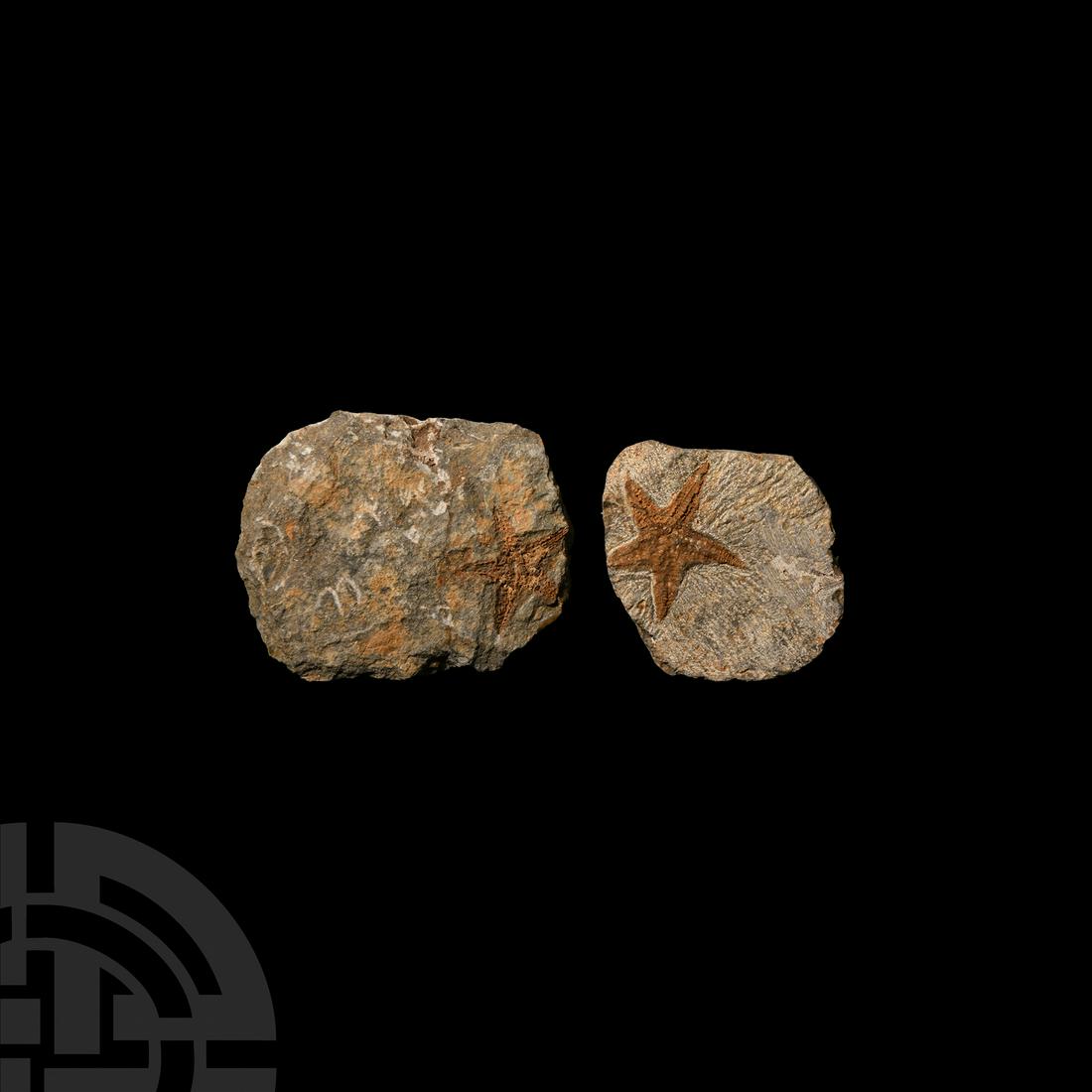 Fossil Starfish in Matrix Group (1 of 1)