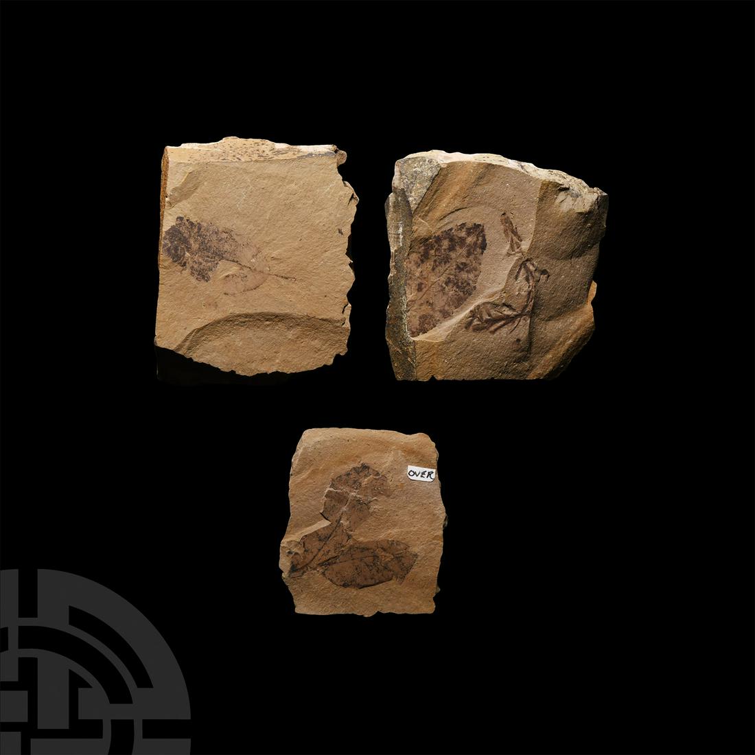 Fossil Redwood and Beech Leaves (1 of 1)