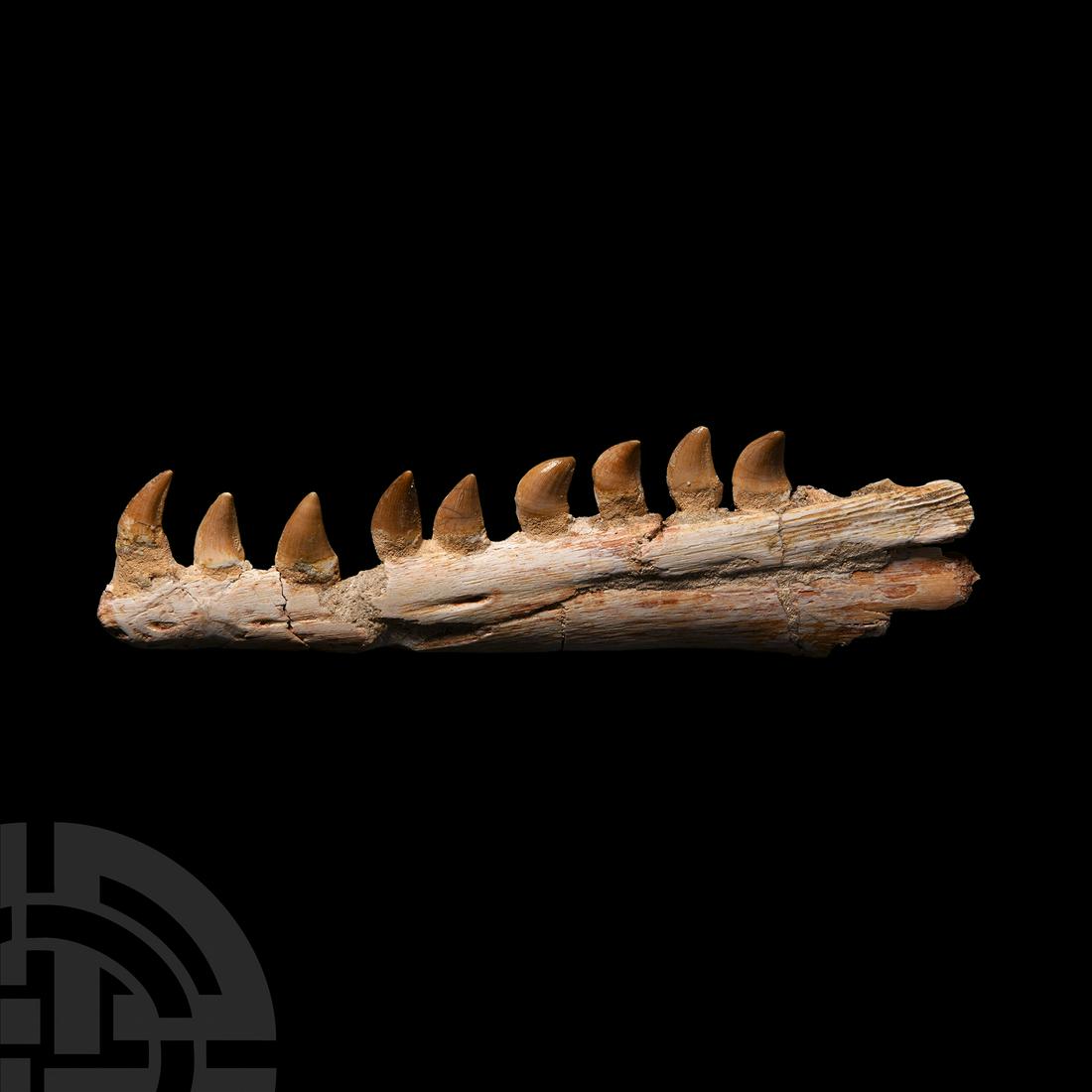 Mosasaur Fossil Jaw Section: Cretaceous Period, 146-100 million years B.P. A fossil lower jaw section displaying nine teeth from the dinosaur Mosasaur prognathodon sp. 79 grams, 18.5 cm wide (7 1/4 in.). From fthe phosphate mine