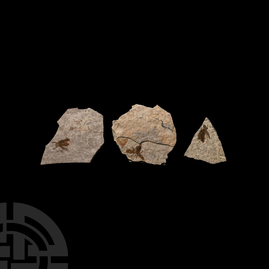 Fossil Fly Group (1 of 1)