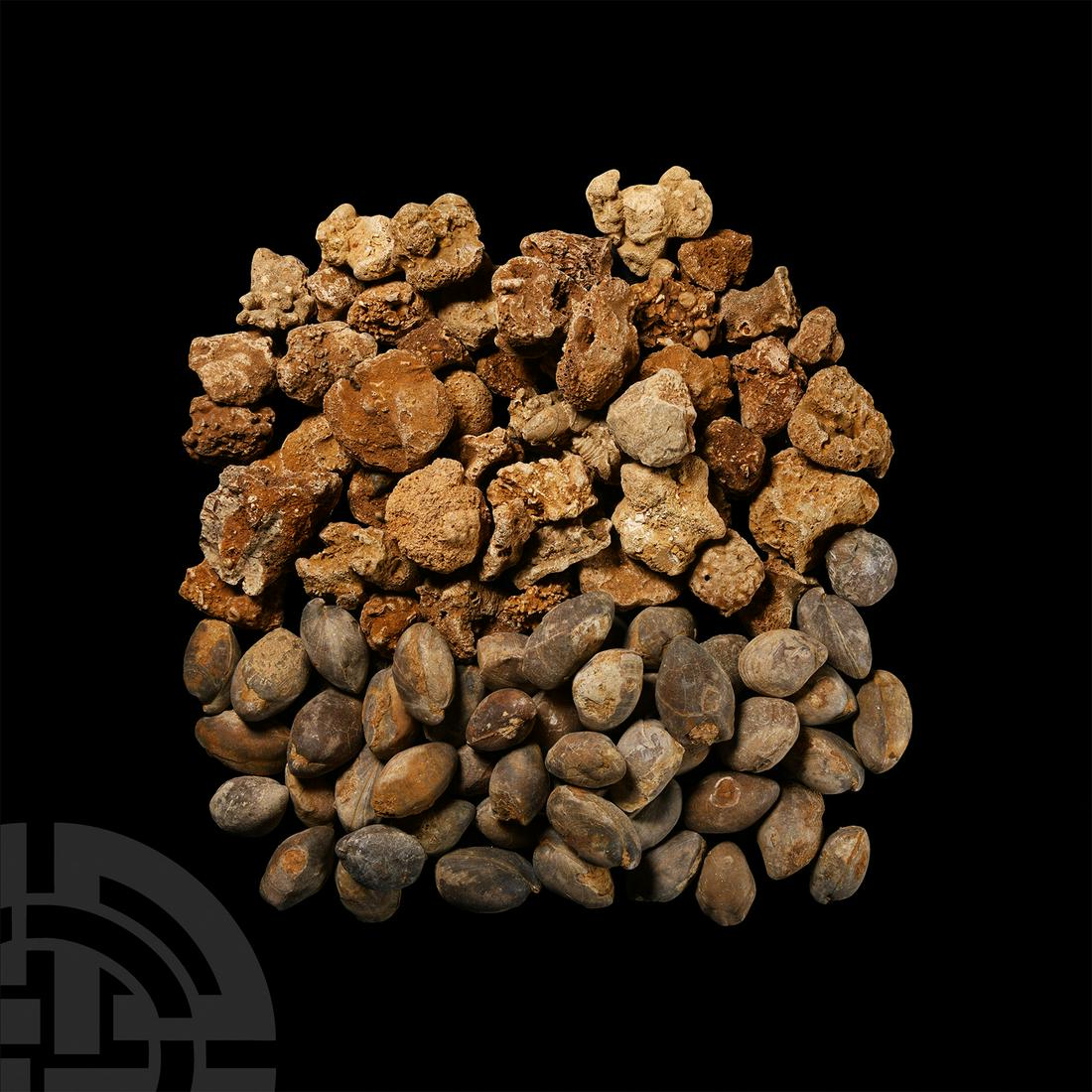100 Mixed Historic Fossils: Pleistocene Period, 2.6 million years-11,700 years B.P. A group of 100 mixed historic fossils comprising mostly bivalves and small pieces of coral. 2 kg total, 21-50 mm (3/4 - 2 in.). Gregory & Bottle