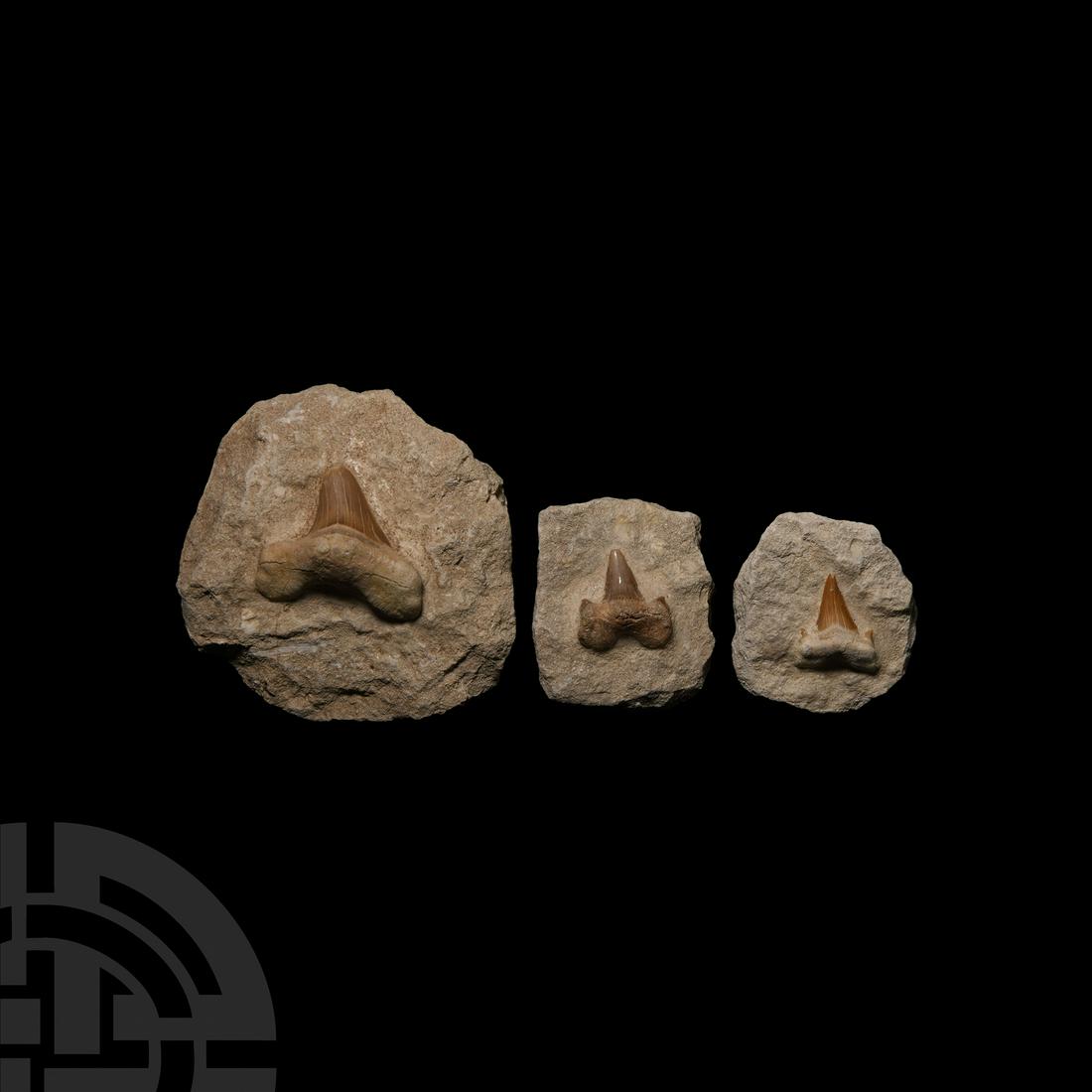 Otodus Fossil Shark's Teeth in Matrix: Eocene Period, 56-33 million years B.P. A trio of matrices, each containing a fossil Otodus sp. shark's tooth. 496 grams total, 56-92 mm (2 1/4 - 3 5/8 in.). From a Cambridgeshire, UK, collection. [3,