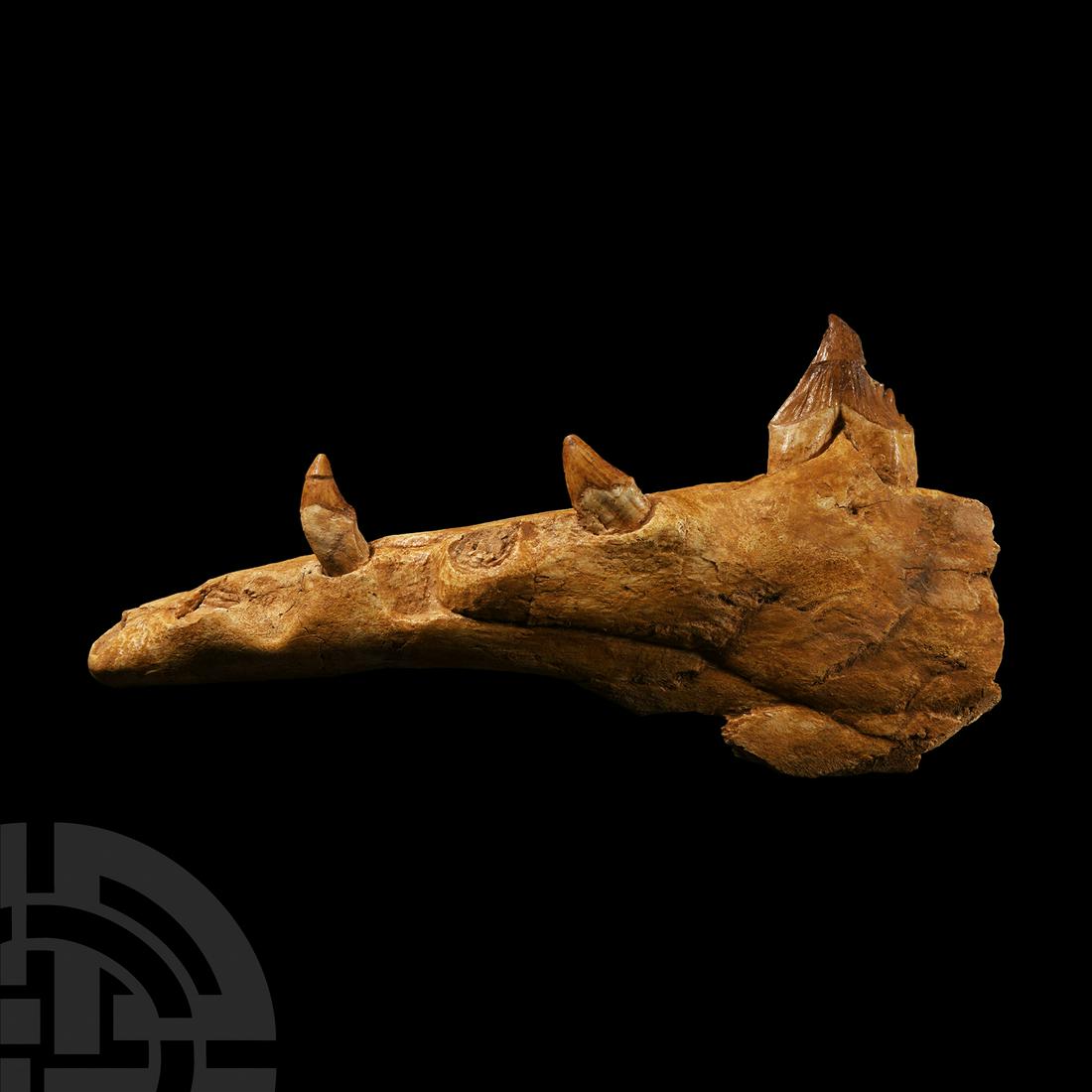 Natural History - Basilosaurus Predatory Archaeocete Whale Jaw: Eocene Period, 56-33 million years B.P. A Basilosauris sp. predatory whale fossil jaw section, retailing three teeth with remains of enamel. 422 grams, 27.1 cm (10 5/8 in.). Ex Cambridgeshire, UK, col