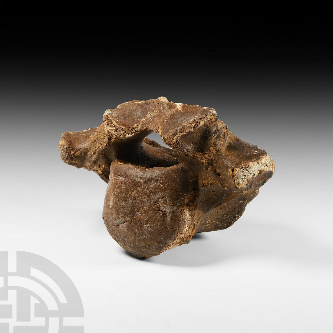 Natural History - Woolly Rhinoceros Fossil Vertebra (1 of 1)