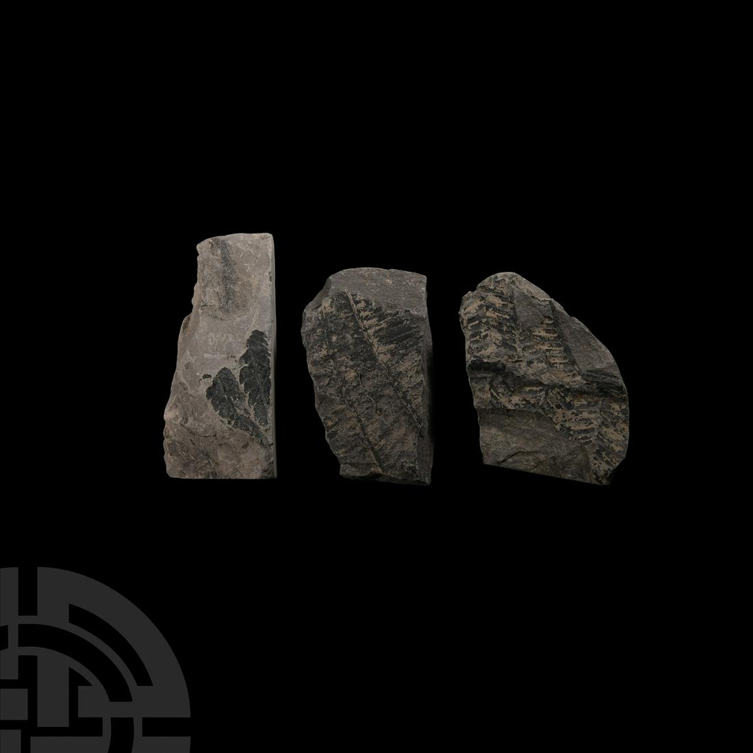 Natural History - British Fossil Fern Group (1 of 1)