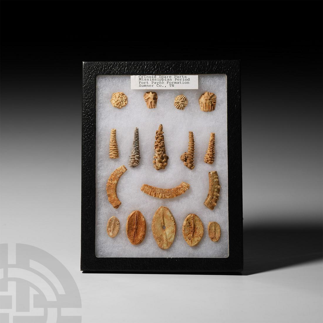 Natural History - Boxed Fossil Crinoid Display Collection (1 of 1)