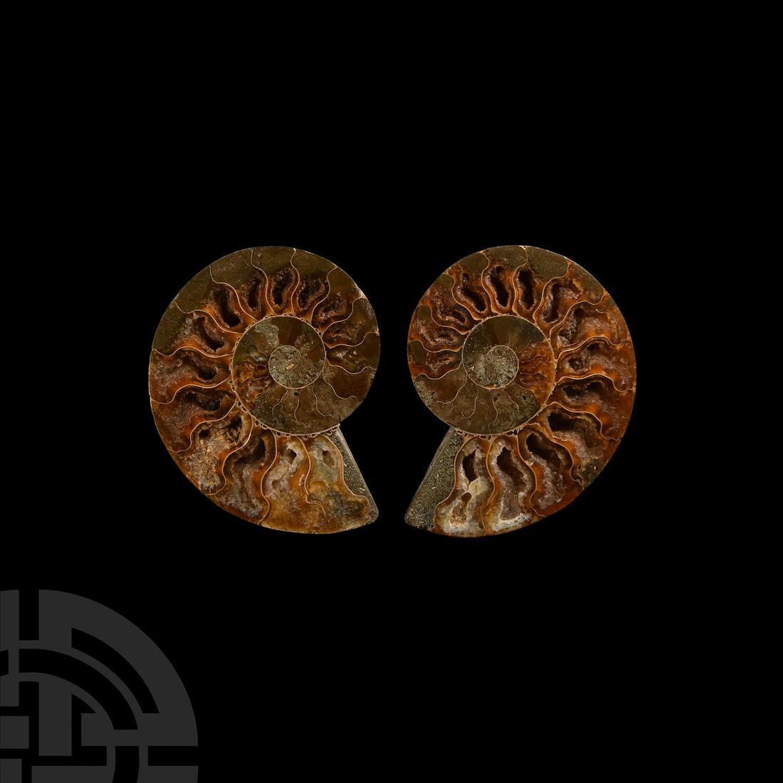 Natural History - Cut and Polished Fossil Ammonite (1 of 1)