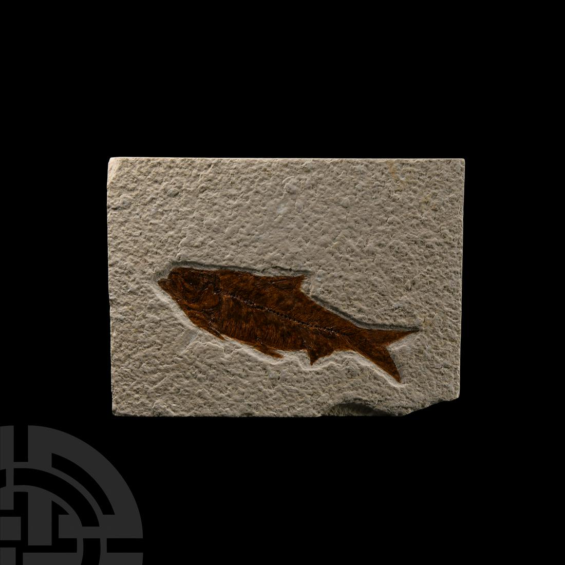 Natural History - Knightia Fossil Fish (1 of 1)