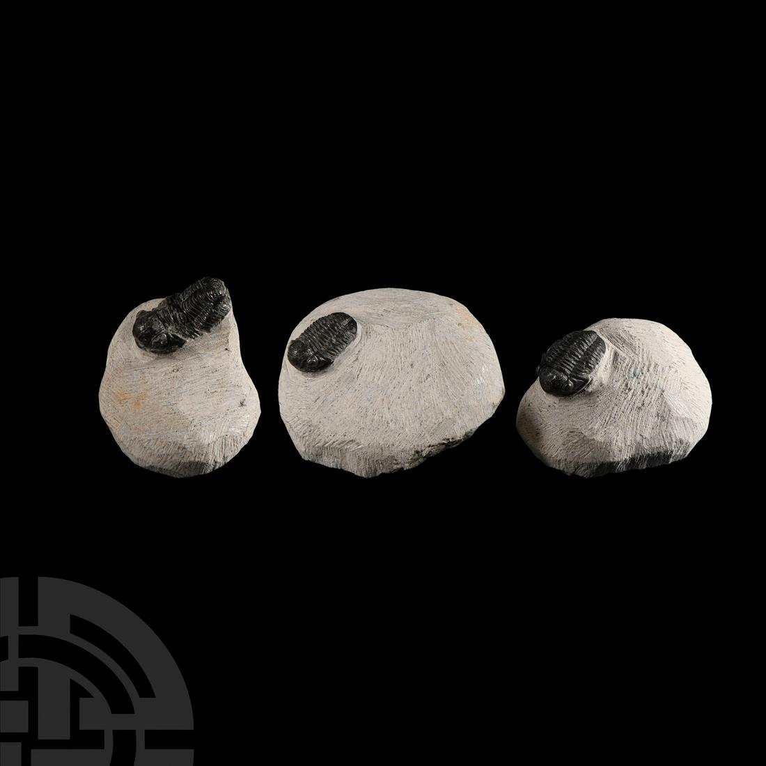 Natural History - Fossil Morocops Trilobite Group (1 of 1)