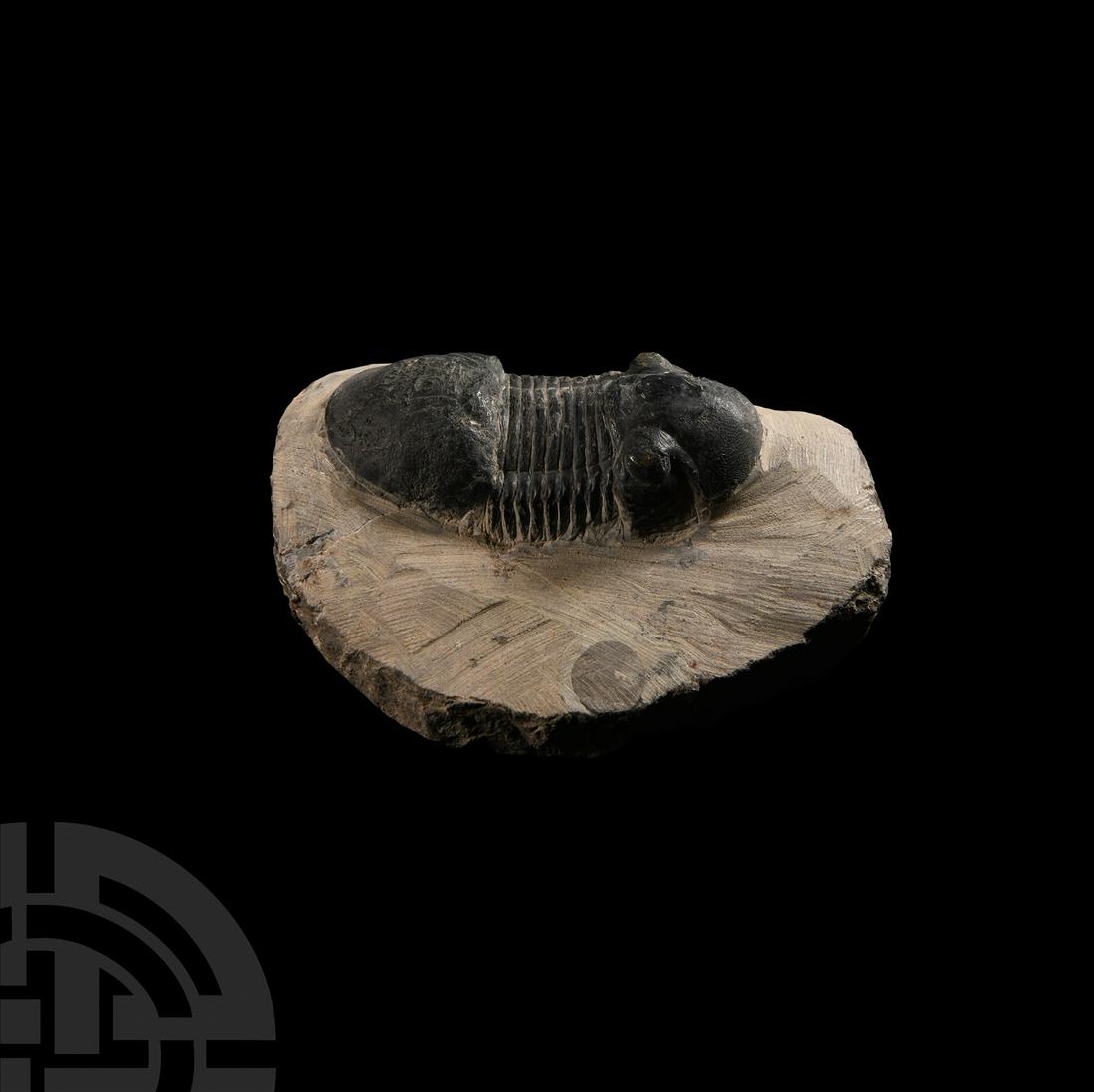 Natural History - Rehamnanus Fossil Trilobite: Devonian Period, 417-354 million years B.P. A fossil Paralejurus rehamnanus trilobite on a matrix. 234 grams, 92 mm (3 5/8 in.). From the Atlas Mountains, Hamar Laghdad Formation, Pragian, (Alnif), Mo