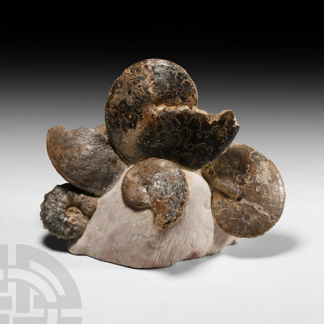 Natural History - Fossil Ammonoid Display (1 of 1)