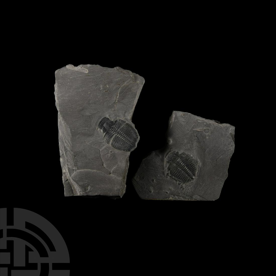 Natural History - Elrathia Fossil Trilobites (1 of 1)