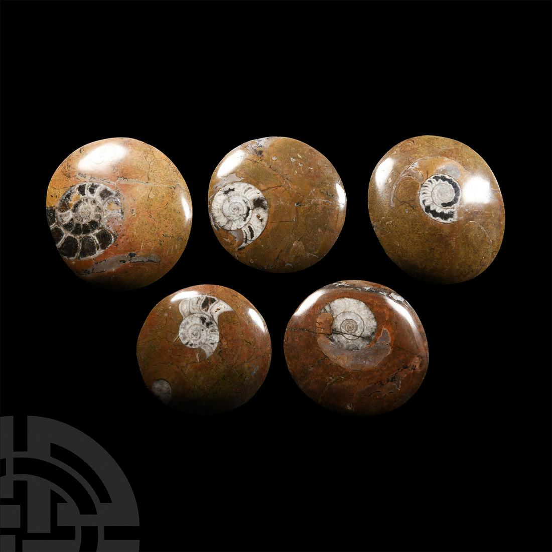 Natural History - Polished Goniatite Button Fossil Ammonite Group (1 of 1)