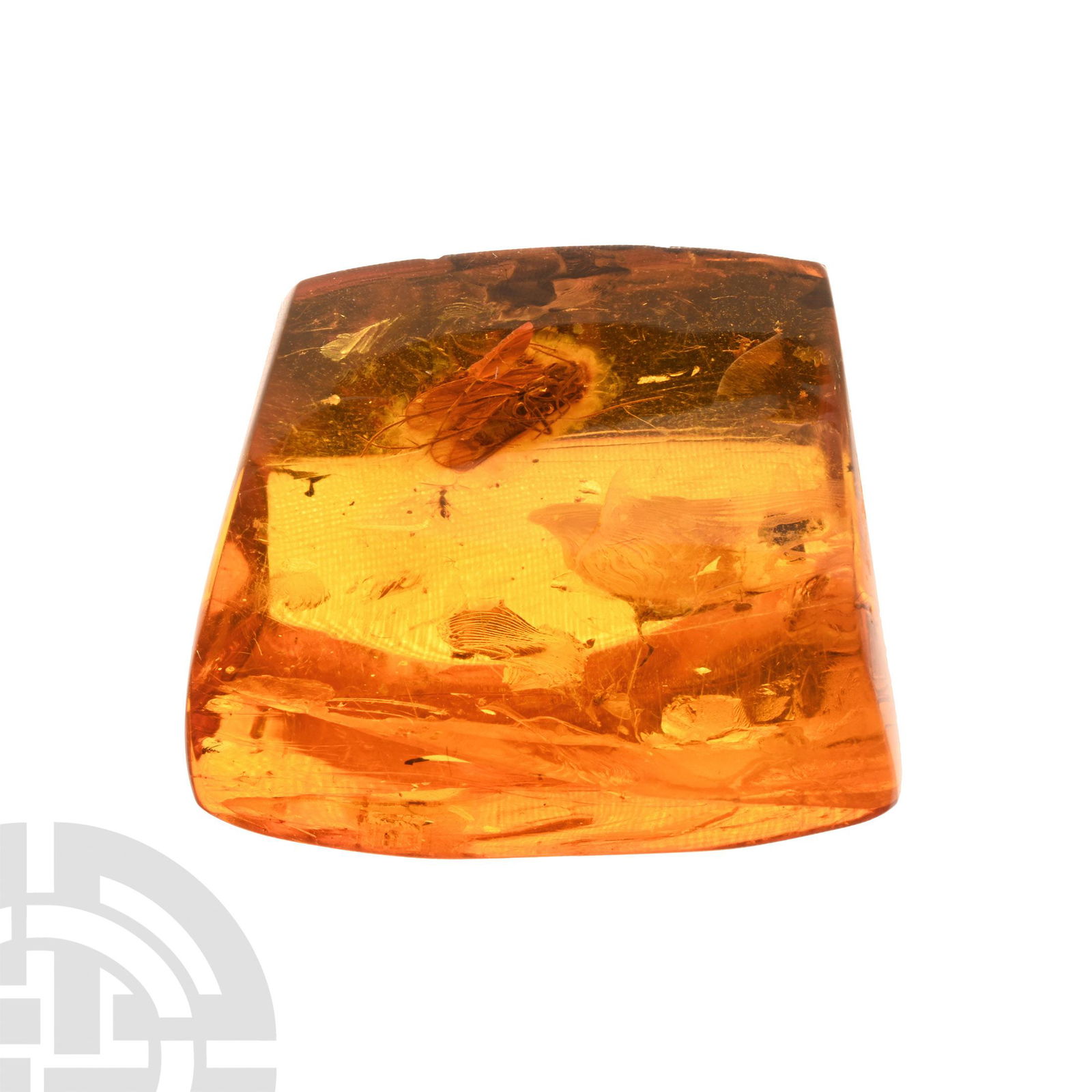 Natural History - Polished Amber with Insect Inclusion (1 of 1)