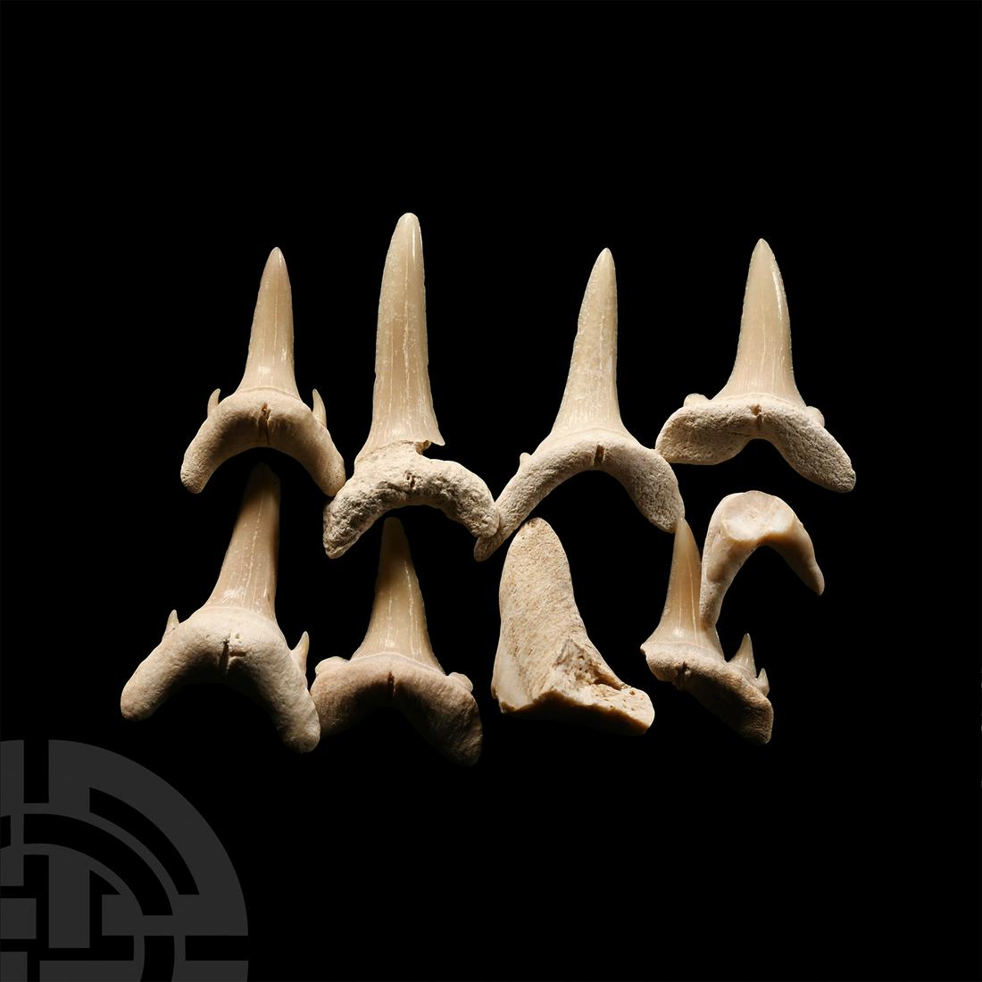 Natural History - Extinct Fossil Sand Shark Tooth Group: Eocene Period, 70-50 million years B.P. A group of eight extinct sand shark teeth. 3.27 grams total, 14-22 mm (1/2 - 7/8 in.). From Khouribga, Morocco, North Africa.Property of a Sussex, UK, teacher.
