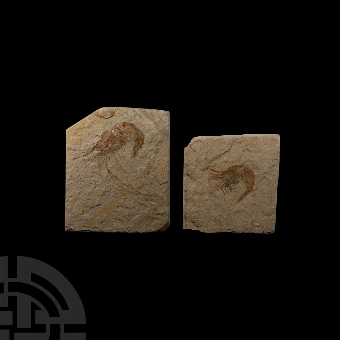 Natural History - Fossil Shrimps in Matrices (1 of 1)